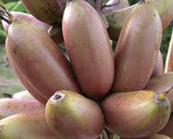 coco peat